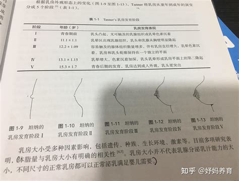 胸部發育階段